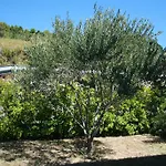 Neda
